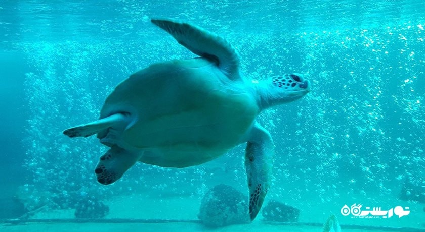 سرگرمی نمایشگاه آکواریوم و ببر سامویی شهر تایلند کشور کو سامویی