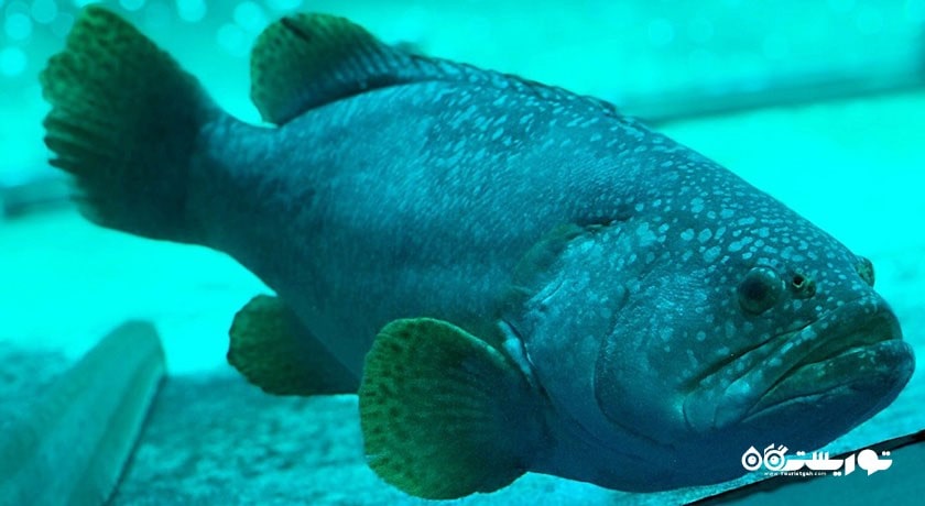 سرگرمی نمایشگاه آکواریوم و ببر سامویی شهر تایلند کشور کو سامویی