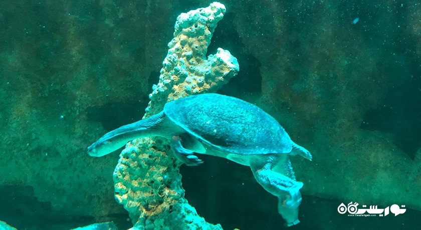 سرگرمی نمایشگاه آکواریوم و ببر سامویی شهر تایلند کشور کو سامویی