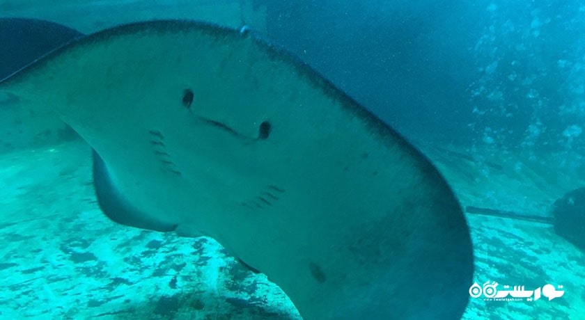 سرگرمی نمایشگاه آکواریوم و ببر سامویی شهر تایلند کشور کو سامویی