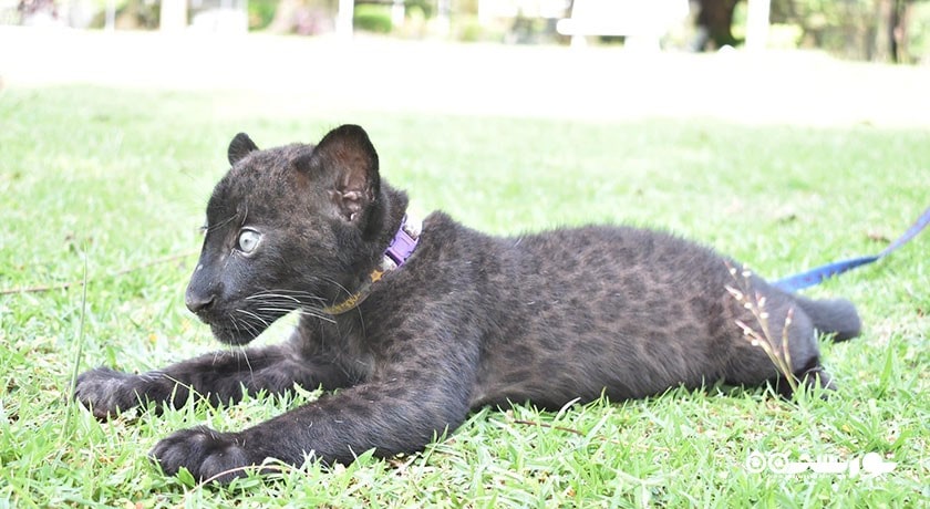 سرگرمی نمایشگاه آکواریوم و ببر سامویی شهر تایلند کشور کو سامویی