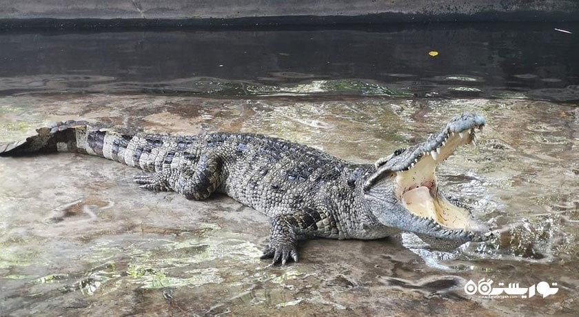  مزرعه کروکودیل سامویی شهر تایلند کشور کو سامویی