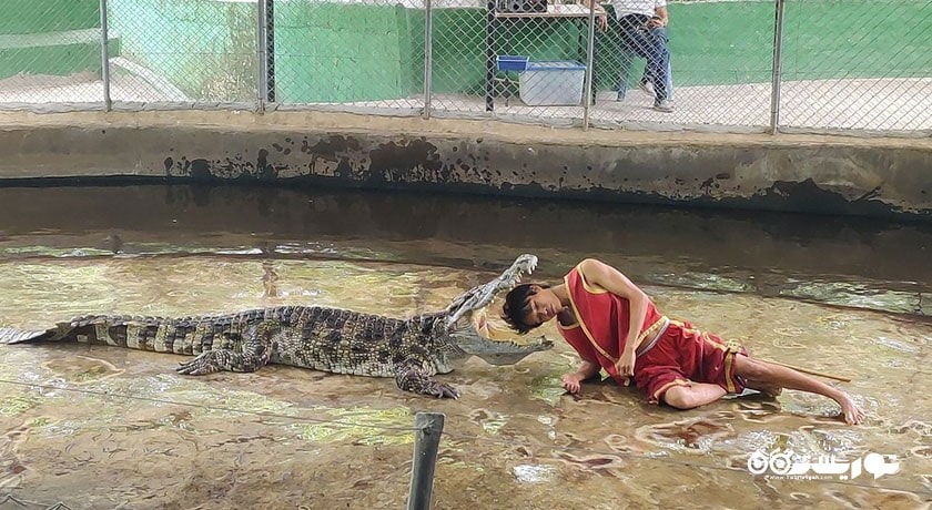 مزرعه کروکودیل سامویی -  شهر کو سامویی