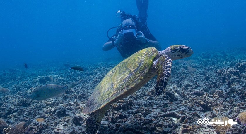 سرگرمی غواصی در کو تائو شهر تایلند کشور کو سامویی