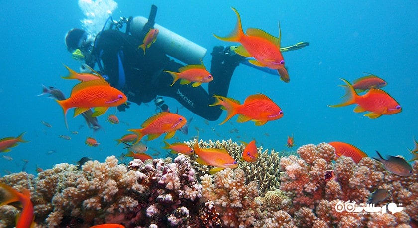 سرگرمی غواصی در کوسامویی شهر تایلند کشور کو سامویی