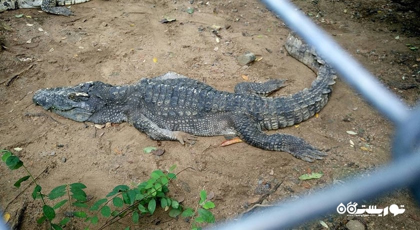 سرگرمی نمایش کروکودیل در کوسامویی شهر تایلند کشور کو سامویی