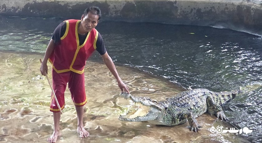 نمایش کروکودیل در کوسامویی -  شهر کو سامویی