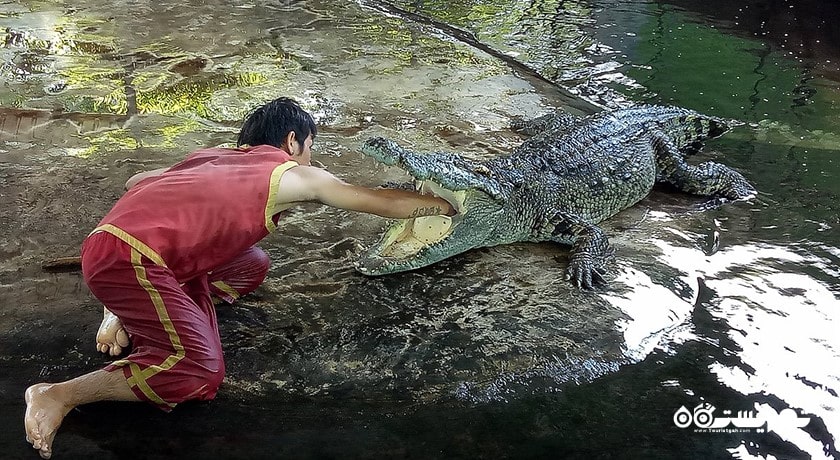 سرگرمی نمایش کروکودیل در کوسامویی شهر تایلند کشور کو سامویی