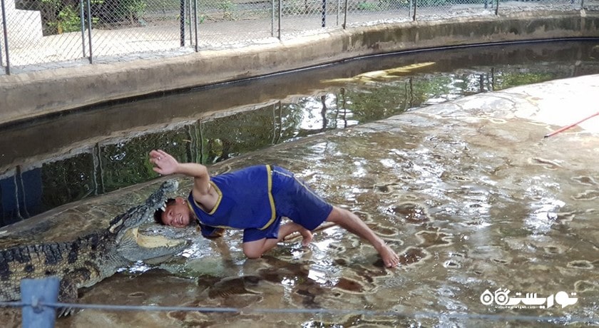 سرگرمی نمایش کروکودیل در کوسامویی شهر تایلند کشور کو سامویی