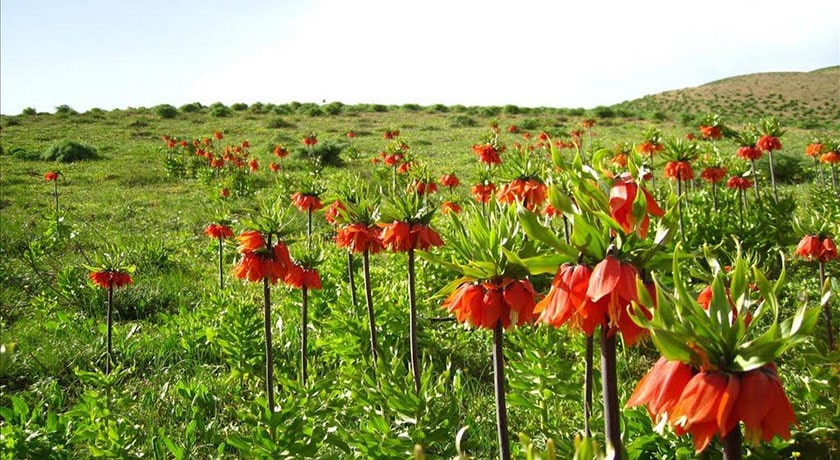 فریدون شهر -  شهر فریدون شهر