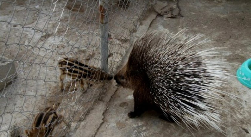  باغ وحش ساری شهر مازندران استان ساری