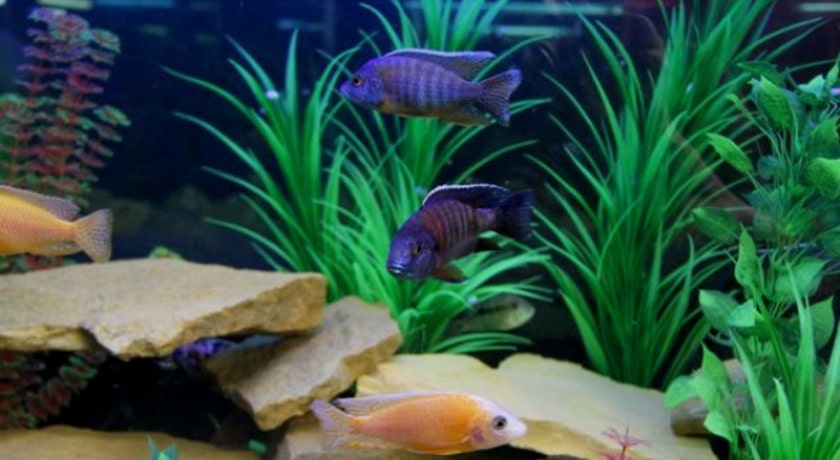  باغ وحش ساری شهر مازندران استان ساری