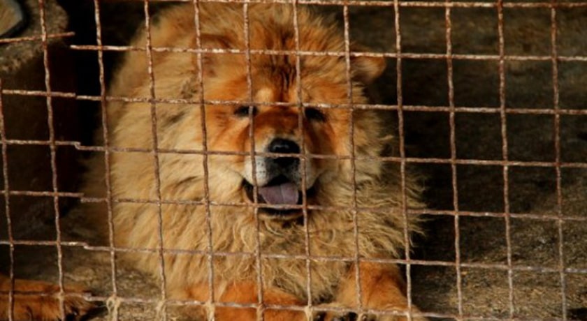  باغ وحش ساری شهر مازندران استان ساری