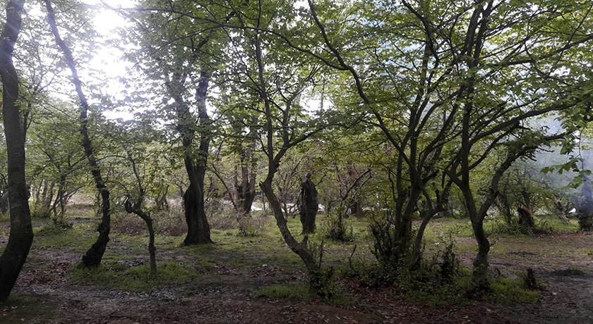  پارک جنگلی شهید زارع شهرستان مازندران استان ساری