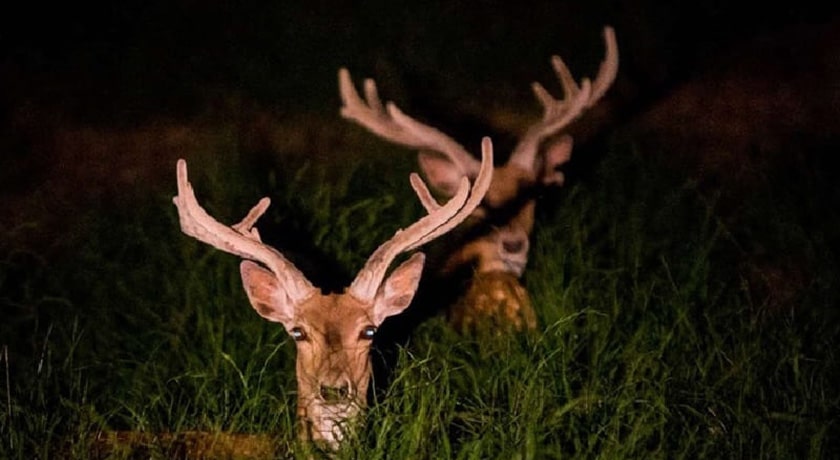  پناهگاه حیات وحش دشت ناز شهرستان مازندران استان ساری