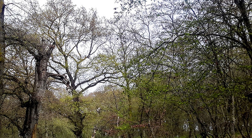  پناهگاه حیات وحش دشت ناز شهرستان مازندران استان ساری