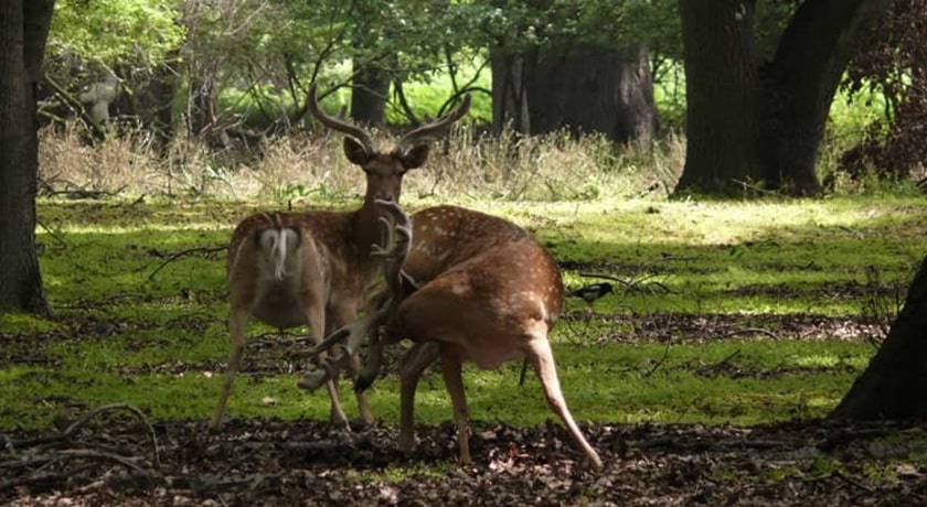  پناهگاه حیات وحش دشت ناز شهرستان مازندران استان ساری
