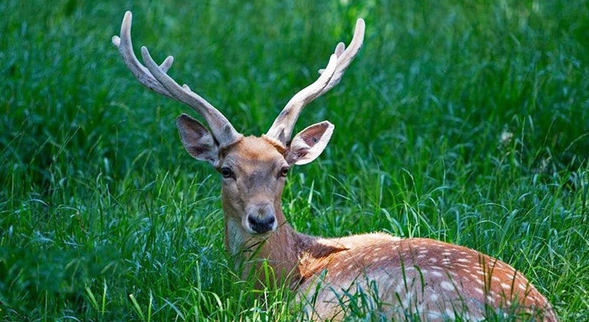 پناهگاه حیات وحش دشت ناز -  شهر مازندران