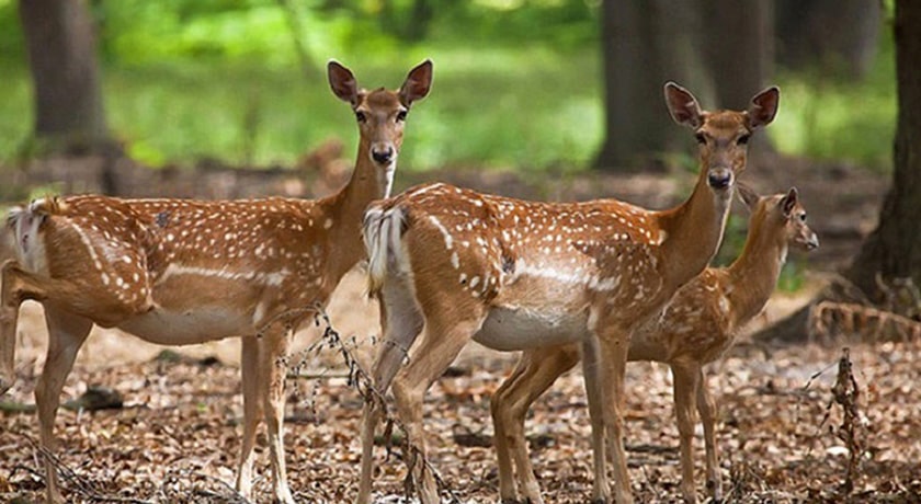  پناهگاه حیات وحش دشت ناز شهرستان مازندران استان ساری