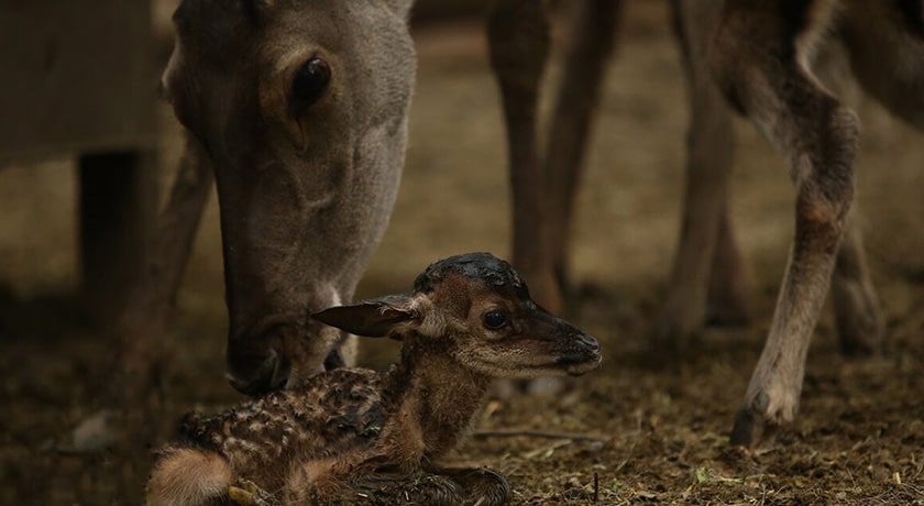  پناهگاه حیات وحش سمسکنده شهرستان مازندران استان ساری