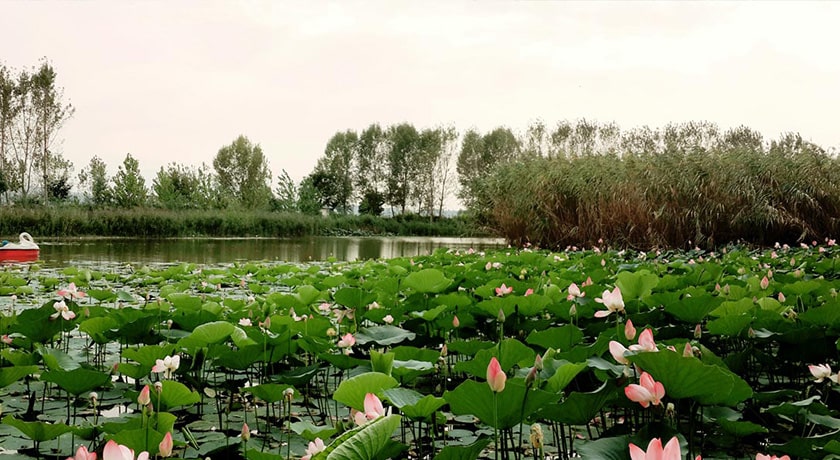  باغ نیلوفر آبی ساری شهرستان مازندران استان ساری