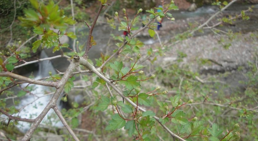  رودخانه اشک شهرستان مازندران استان ساری