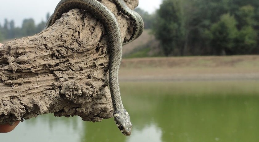  روستای سرخ ولیک شهرستان مازندران استان ساری