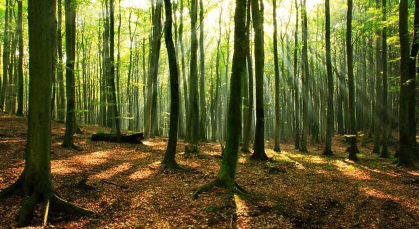  جنگل سنگده شهرستان مازندران استان ساری