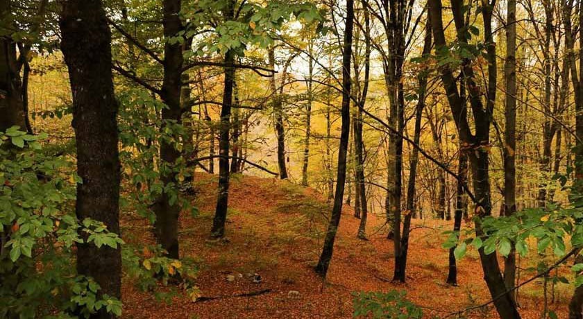  جنگل سنگده شهرستان مازندران استان ساری