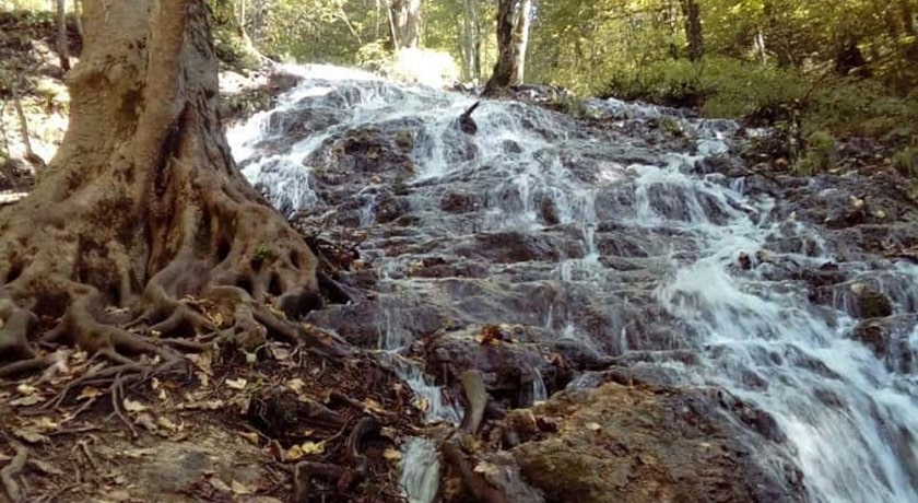  جنگل بولا شهرستان مازندران استان ساری