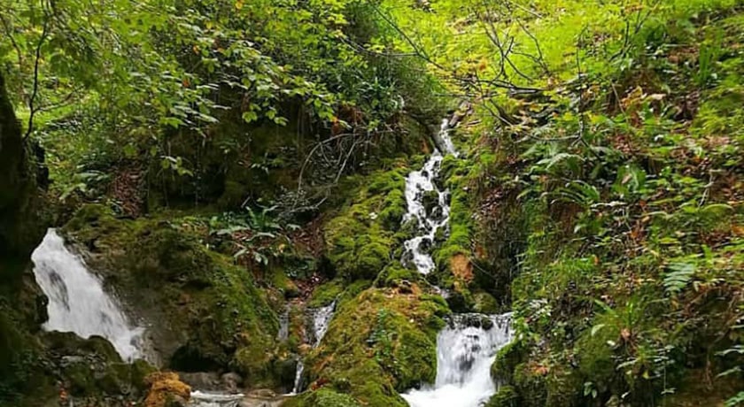 جنگل بولا -  شهر مازندران