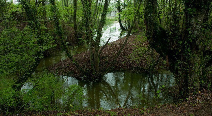 جنگل و مرداب قادیکلا -  شهر مازندران