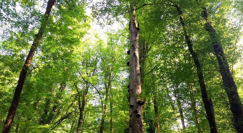  جنگل نارنجلو شهرستان مازندران استان بابل