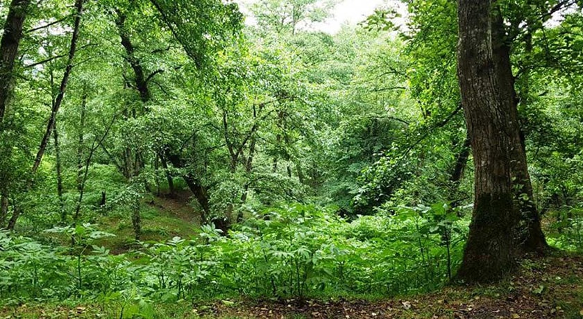  جنگل نارنجلو شهرستان مازندران استان بابل