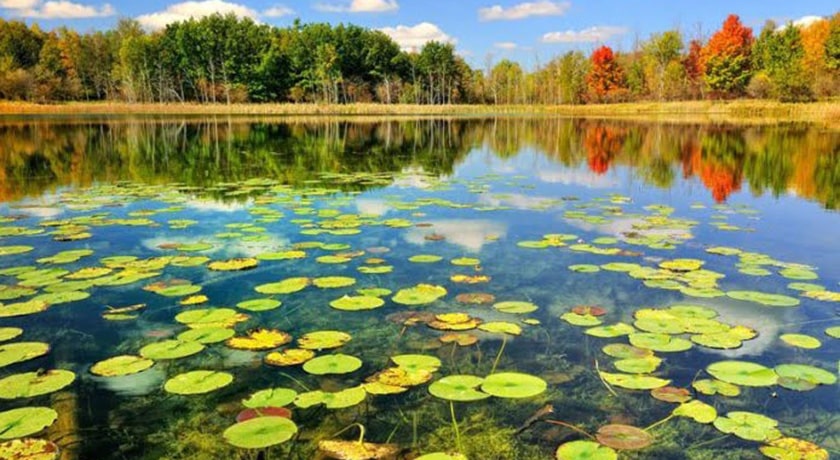  تالاب حیدر کلا شهرستان مازندران استان بابل