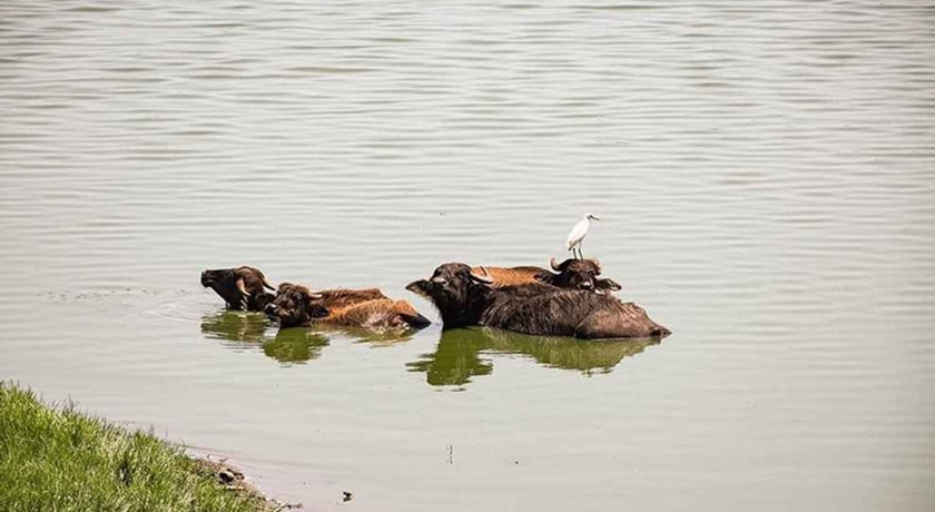  تالاب استیل شهرستان گیلان استان آستارا