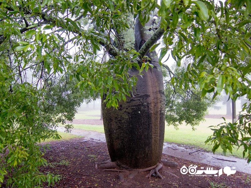 8- درخت بطری   (The Bottle Tree (Adansonia Gregorii