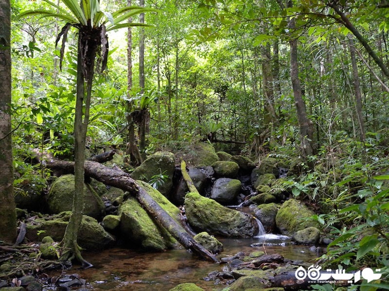 جنگل بارانی، ماداگاسکار