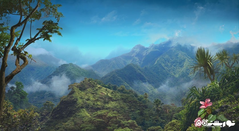 جنگل های دیدنی در فیجی