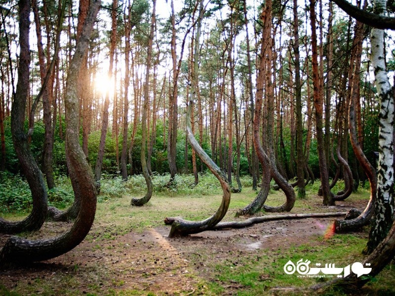4- جنگل کروکد (Crooked Forest) در لهستان   