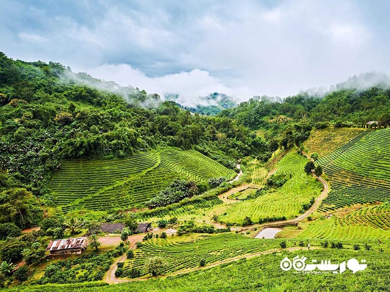 دوی مائه سالونگ، تایلند (Doi Mae Salong) – تپه های چای شمال تایلند