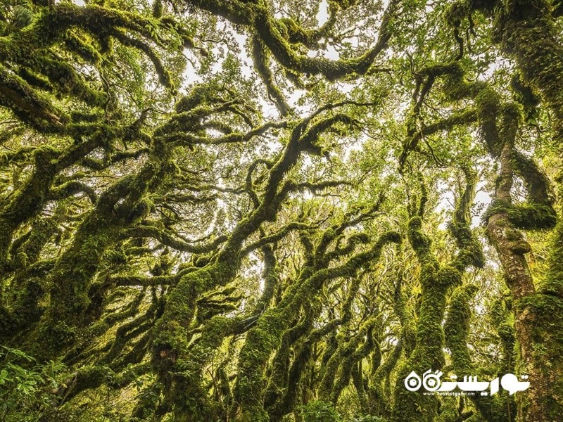 5- جنگل گوبلین (Goblin Forest) در نیوزیلند   