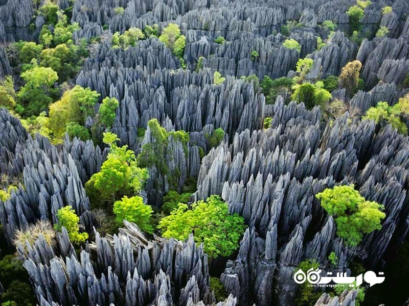 12- جنگل سینگی (Tsingy Forest) در ماداگاسکار