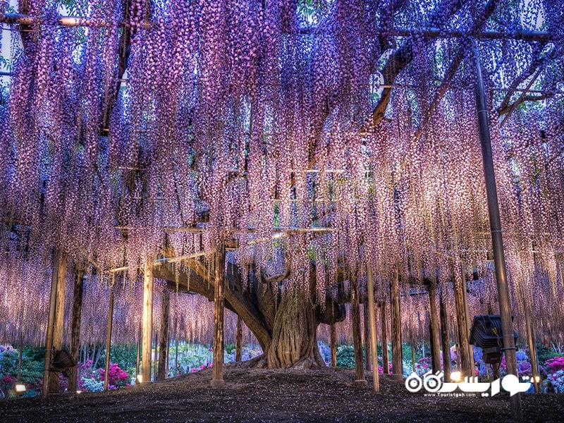 3- درخت گلیسین (Wisteria Tree) در ژاپن