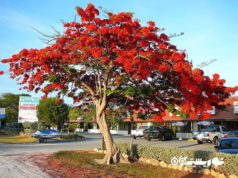 6- درخت طاووس یا آتش (Flamboyant Tree) در برزیل
