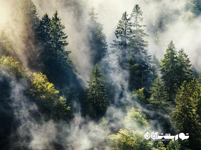 مه پنهان در جنگل سیاه مرموز آلمان