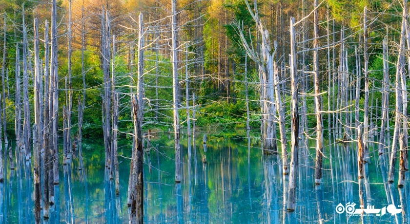 تصاویر فوق العاده دریاچه بلو در  ژاپن 