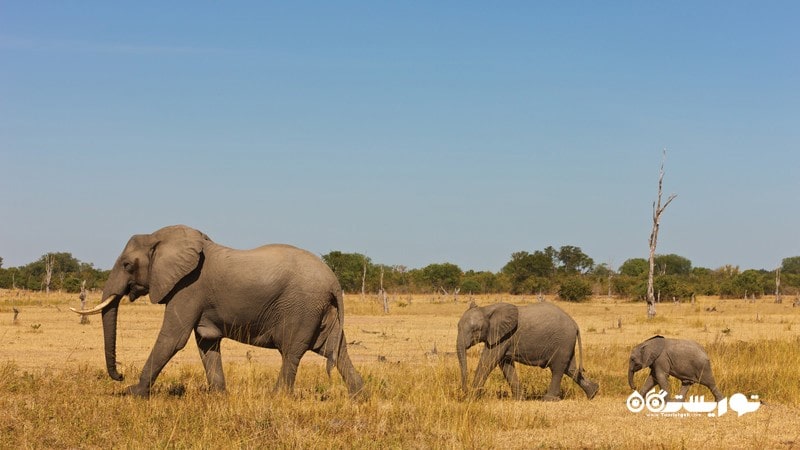6- زامبیا خانه 5 حیوان بزرگ حیات وحش است.