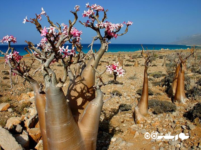 25.جزیره سقطرا (Socotra Island)، یمن