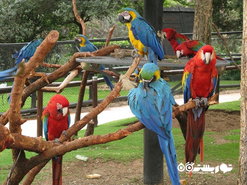 باغ پرندگان مونته کازینو (Montecasino)